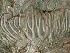 Large x Scyphocrinites Crinoid Plate - Morocco #10466-9